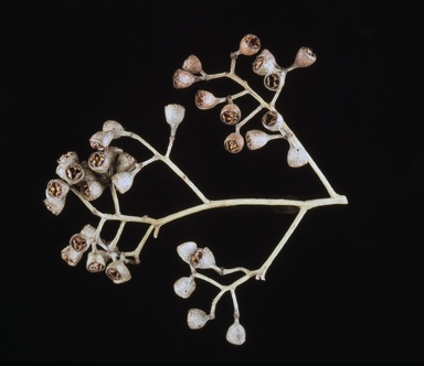 APII jpeg image of Eucalyptus largiflorens  © contact APII