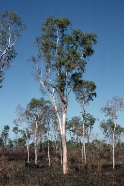 APII jpeg image of Corymbia arafurica  © contact APII