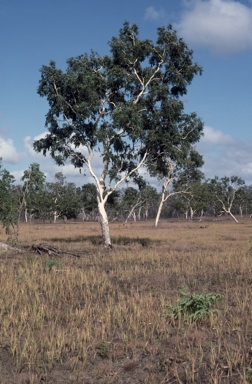 APII jpeg image of Corymbia papuana  © contact APII