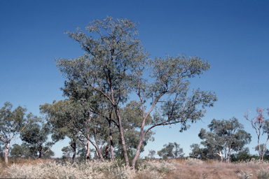 APII jpeg image of Eucalyptus limitaris  © contact APII
