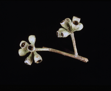 APII jpeg image of Eucalyptus moluccana  © contact APII