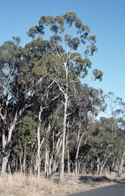 APII jpeg image of Eucalyptus nobilis  © contact APII