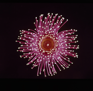 APII jpeg image of Corymbia ptychocarpa  © contact APII