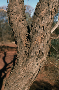 APII jpeg image of Eucalyptus eremicola subsp. peeneri  © contact APII