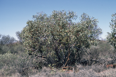 APII jpeg image of Eucalyptus trivalva  © contact APII