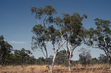 APII jpeg image of Eucalyptus umbrawarrensis  © contact APII