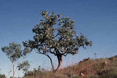 APII jpeg image of Corymbia cadophora subsp. cadophora  © contact APII