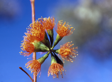 APII jpeg image of Eucalyptus phoenicea  © contact APII