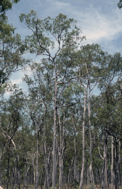 APII jpeg image of Eucalyptus tetrodonta  © contact APII