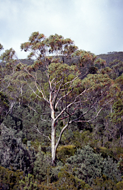APII jpeg image of Eucalyptus coccifera  © contact APII