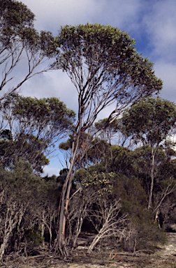 APII jpeg image of Eucalyptus dolichorhyncha  © contact APII