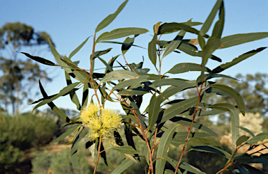 APII jpeg image of Eucalyptus flavida  © contact APII