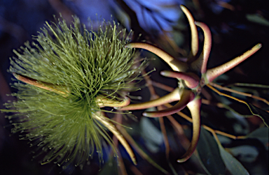 APII jpeg image of Eucalyptus lehmannii subsp. lehmannii  © contact APII