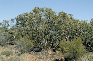 APII jpeg image of Eucalyptus phenax subsp. phenax  © contact APII