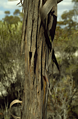 APII jpeg image of Eucalyptus sparsicoma  © contact APII