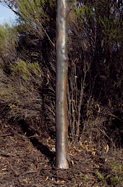 APII jpeg image of Eucalyptus prolixa  © contact APII