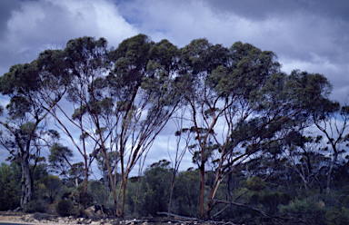 APII jpeg image of Eucalyptus terebra  © contact APII