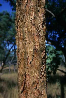 APII jpeg image of Eucalyptus lirata  © contact APII