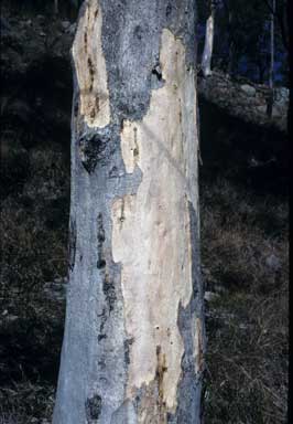 APII jpeg image of Eucalyptus major  © contact APII