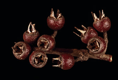 APII jpeg image of Eucalyptus annulata  © contact APII