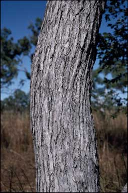 APII jpeg image of Eucalyptus oligantha  © contact APII