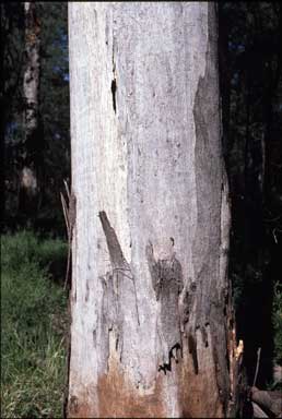 APII jpeg image of Eucalyptus propinqua  © contact APII
