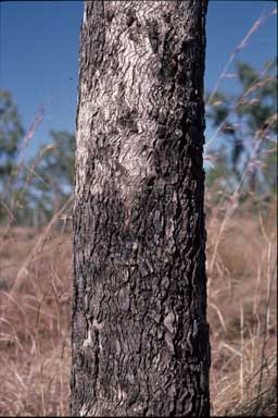 APII jpeg image of Eucalyptus tectifica  © contact APII