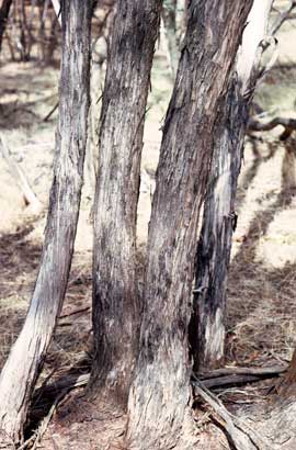 APII jpeg image of Eucalyptus arachnaea  © contact APII