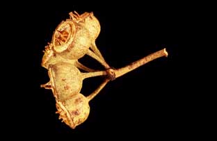 APII jpeg image of Eucalyptus beardiana  © contact APII