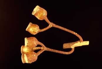 APII jpeg image of Eucalyptus cerasiformis  © contact APII