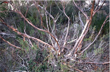 APII jpeg image of Eucalyptus discreta  © contact APII