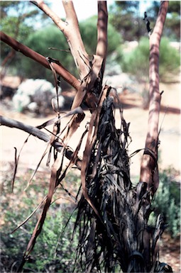 APII jpeg image of Eucalyptus effusa  © contact APII