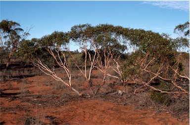 APII jpeg image of Eucalyptus eremicola  © contact APII