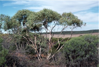 APII jpeg image of Eucalyptus eudesmioides subsp. eudesmioides  © contact APII