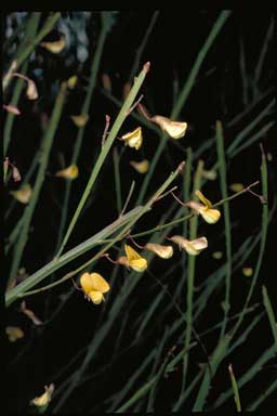 APII jpeg image of Bossiaea rufa  © contact APII
