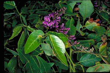 APII jpeg image of Hardenbergia comptoniana  © contact APII