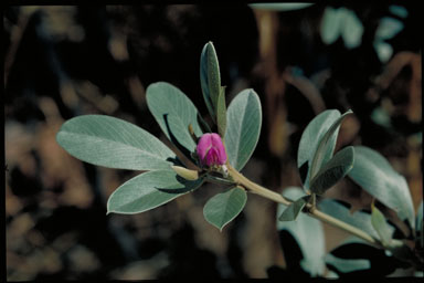 APII jpeg image of Tephrosia phaeosperma  © contact APII