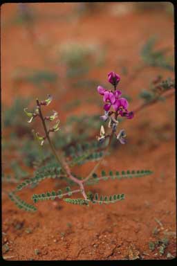 APII jpeg image of Swainsona affinis  © contact APII