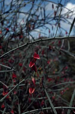 APII jpeg image of Bossiaea walkeri  © contact APII