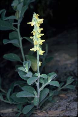 APII jpeg image of Crotalaria smithiana  © contact APII