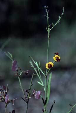 APII jpeg image of Daviesia leptophylla  © contact APII