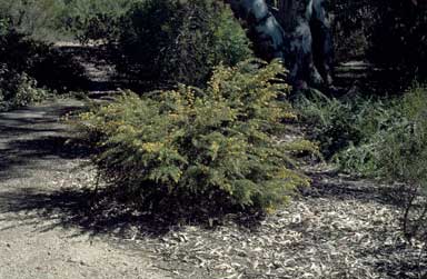 APII jpeg image of Pultenaea villosa  © contact APII