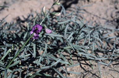 APII jpeg image of Swainsona purpurea  © contact APII