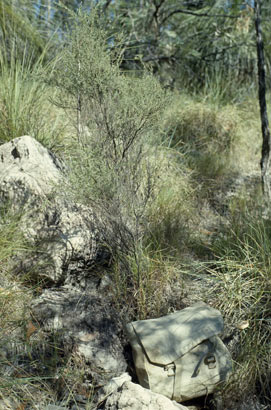 APII jpeg image of Daviesia filipes subsp. filipes  © contact APII