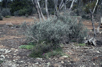 APII jpeg image of Bossiaea walkeri  © contact APII