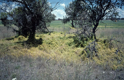 APII jpeg image of Asparagus asparagoides  © contact APII