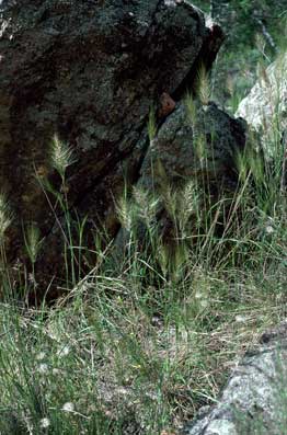 APII jpeg image of Austrostipa scabra subsp. falcata  © contact APII