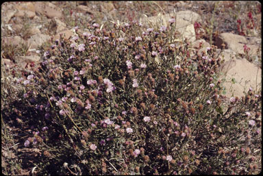 APII jpeg image of Streptoglossa liatroides  © contact APII