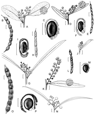 APII jpeg image of Acacia retinodes var. uncifolia,<br/>Acacia validinervia,<br/>Acacia steedmanii,<br/>Acacia retinodes var. retinodes,<br/>Acacia confluens  © contact APII