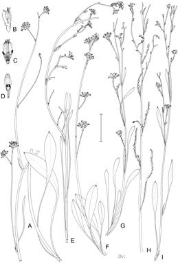 APII jpeg image of Conospermum caeruleum subsp. marginatum,<br/>Conospermum caeruleum subsp. oblanceolatum,<br/>Conospermum caeruleum subsp. caeruleum,<br/>Conospermum caeruleum subsp. debile,<br/>Conospermum caeruleum subsp. contortum,<br/>Conospermum caeruleum subsp. spathulatum  © contact APII